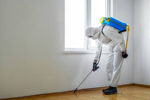 Best Ant Control Services  in Pine Prairie, LA