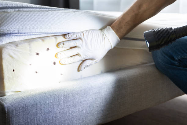 Best Flea Control Services  in Pine Prairie, LA
